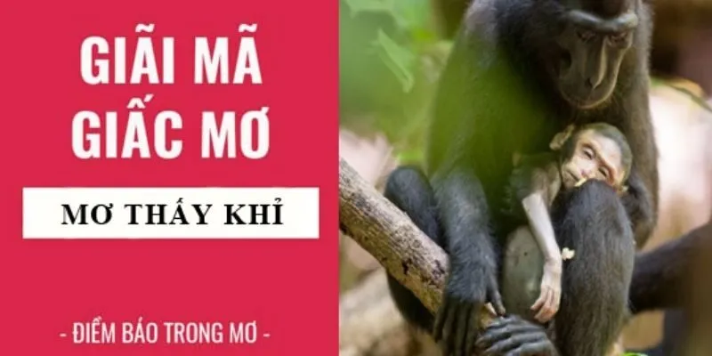 Lý giải ý nghĩa nằm mơ thấy khỉ đánh số gì theo từng tình huống