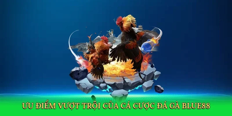 Ưu điểm vượt trội của cá cược đá gà BLUE88