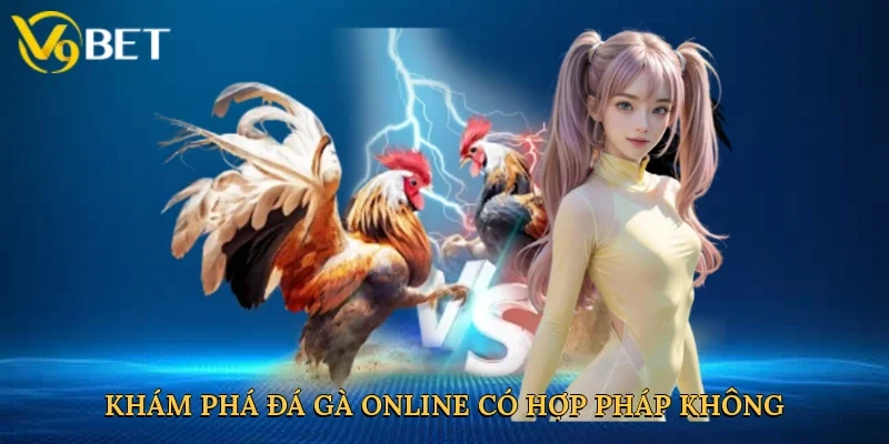 Khám phá đá gà online có hợp pháp không tại V9bet