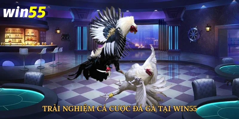 trai-nghiem-ca-cuoc-da-ga-tai-win55-3