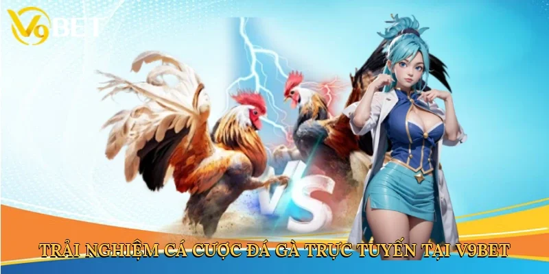 Trải nghiệm cá cược đá gà trực tuyến tại V9bet